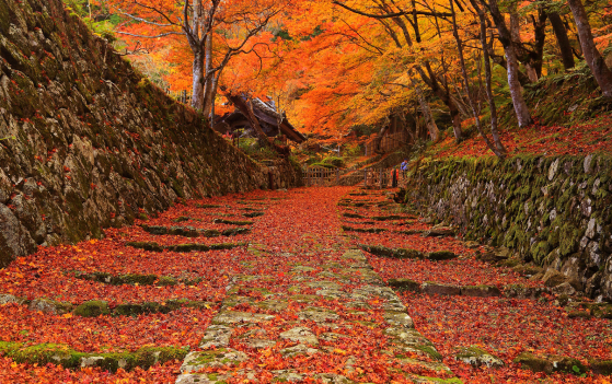 写真：百済寺